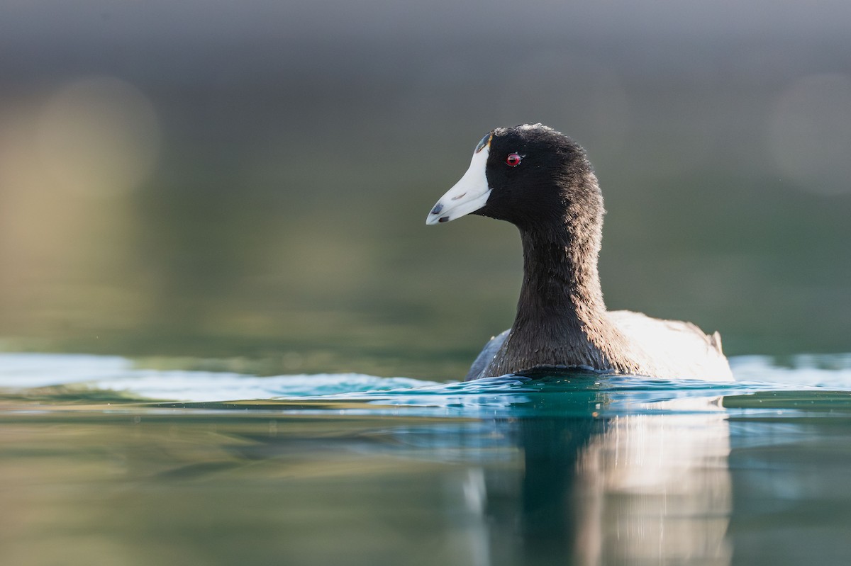 amerikasothøne (Red-shielded) - ML646983545