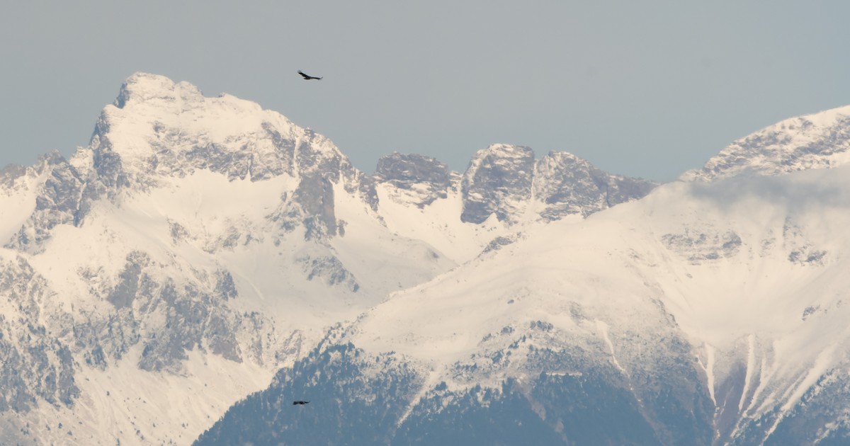 gåsegribb - ML646983546