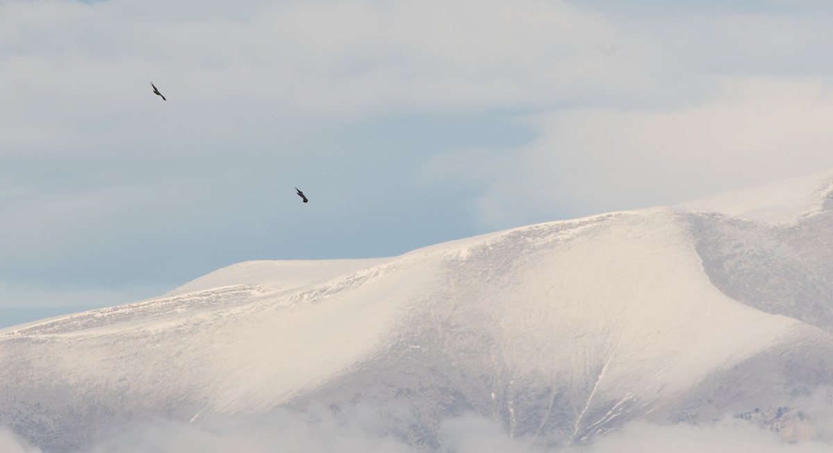 gåsegribb - ML646983547