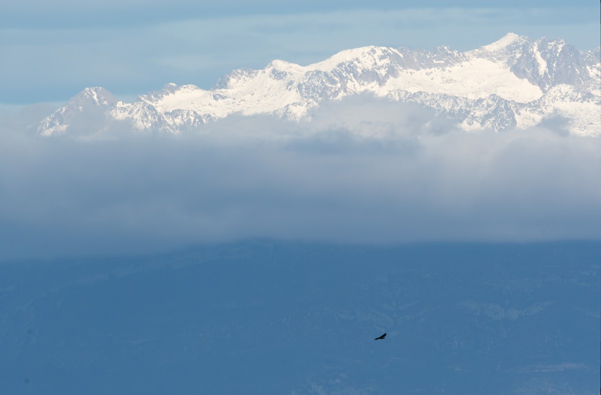 gåsegribb - ML646983548