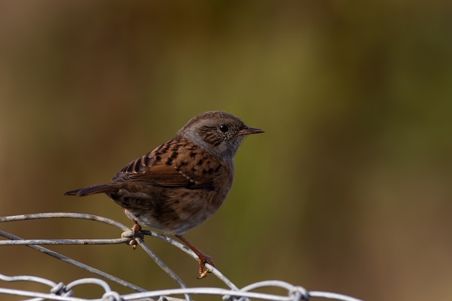 jernspurv - ML646983549