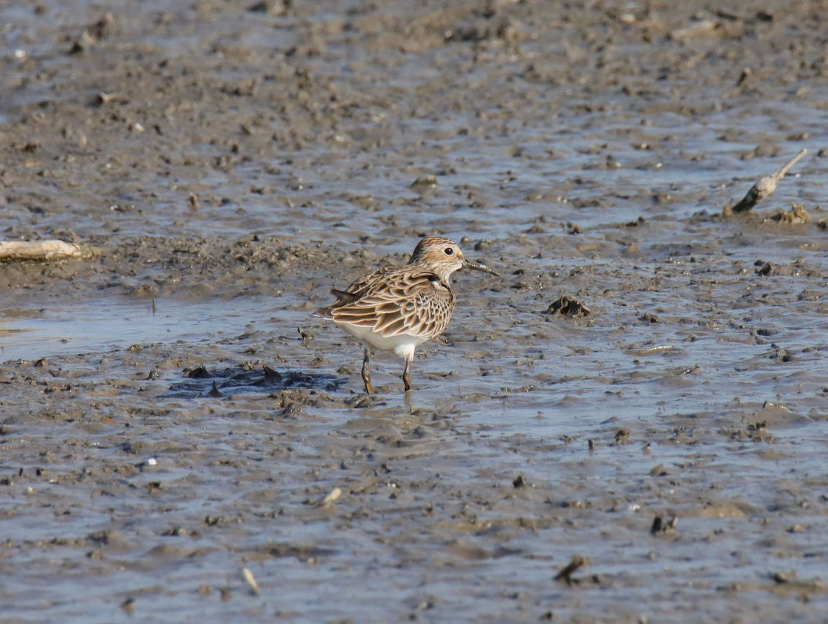 alaskasnipe - ML646983550