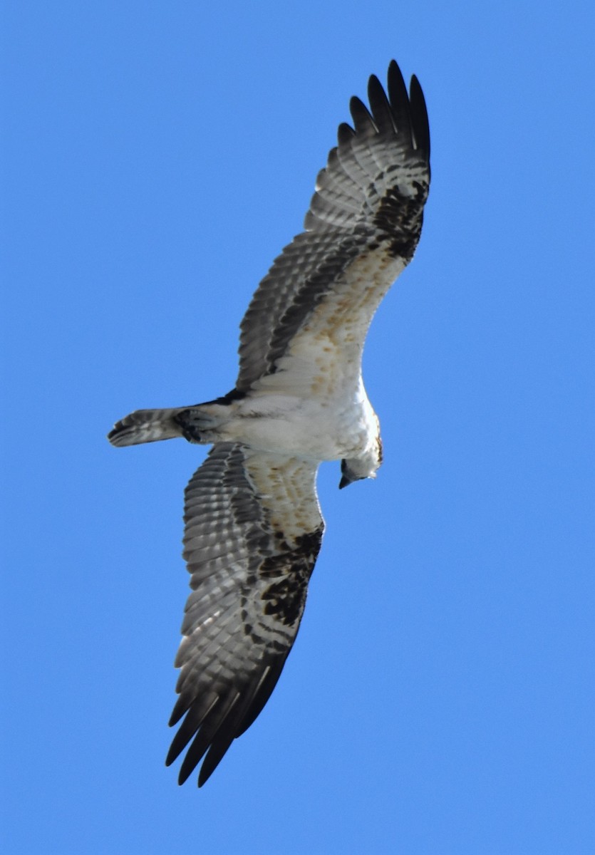 fiskeørn - ML646983551