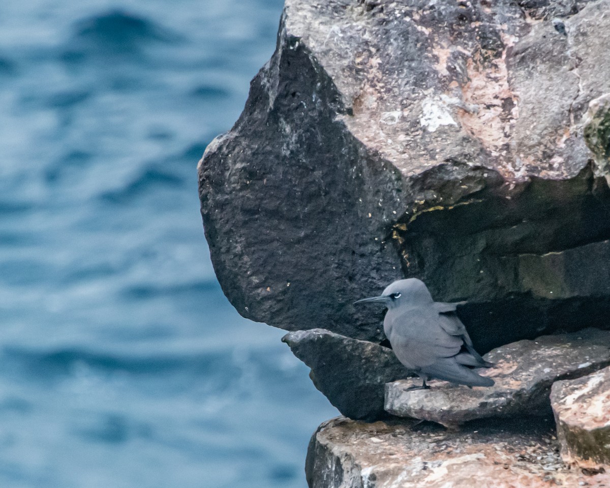 brunnoddy - ML646983552