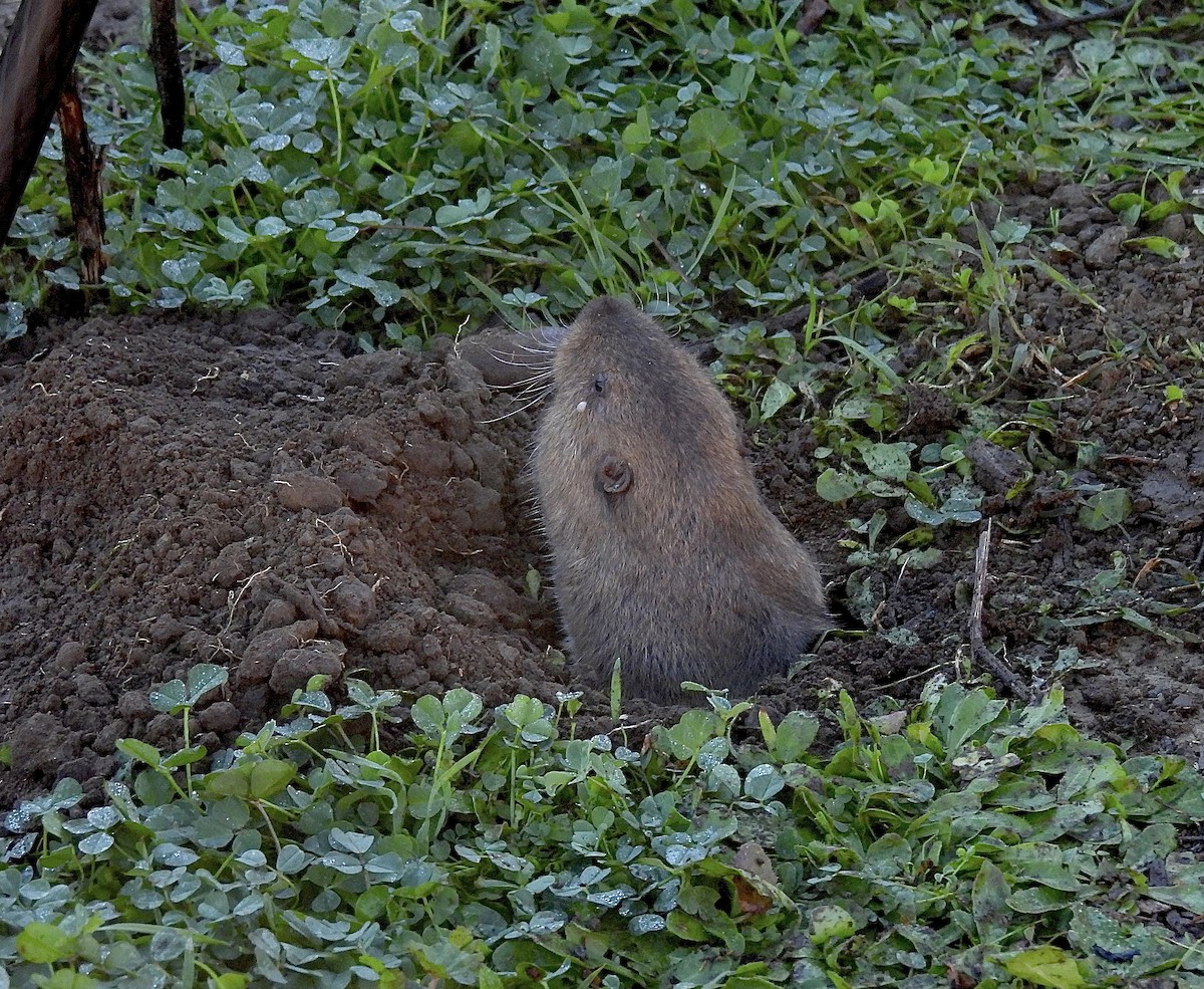 Botta's Pocket Gopher - ML646983554