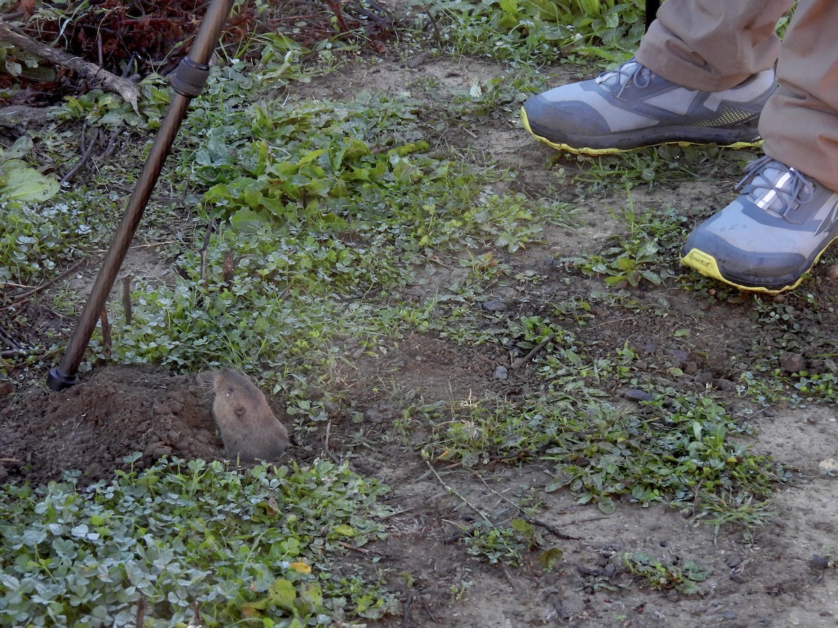 Botta's Pocket Gopher - ML646983555