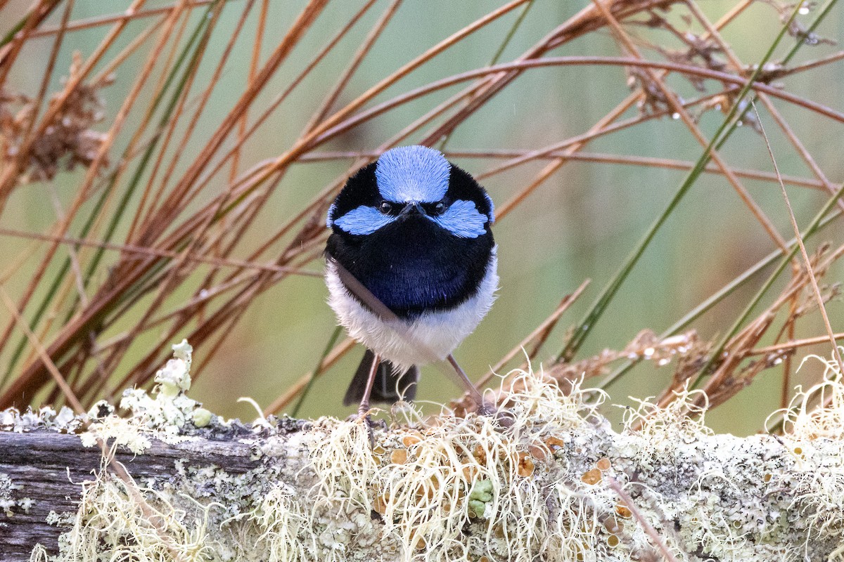 blåalvesmett - ML646983556