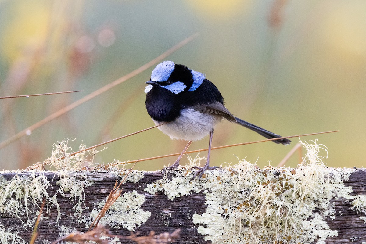 blåalvesmett - ML646983557