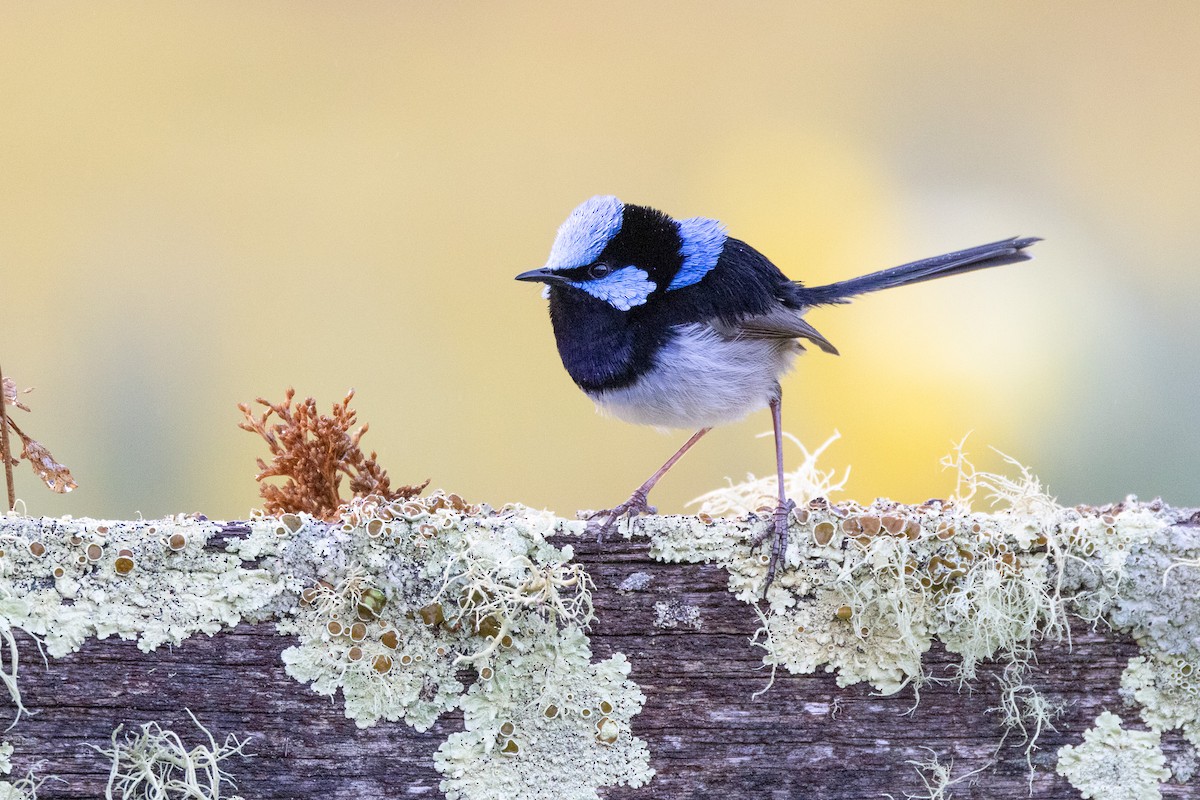 blåalvesmett - ML646983558