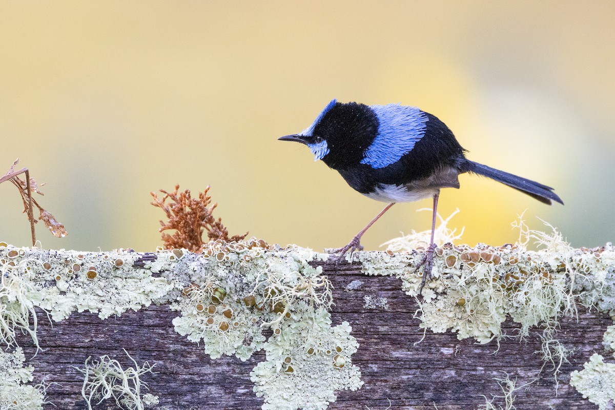 blåalvesmett - ML646983559