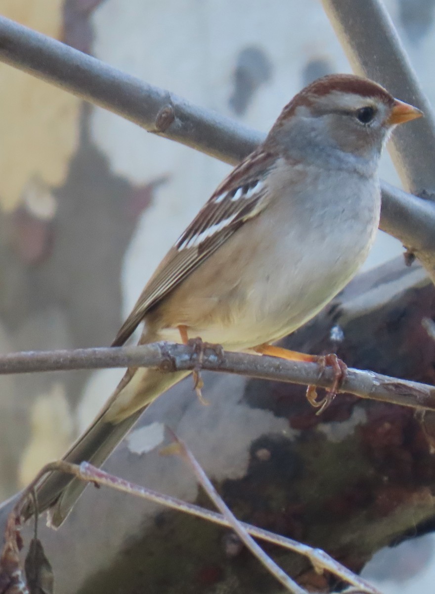 brunissespurv - ML646983561