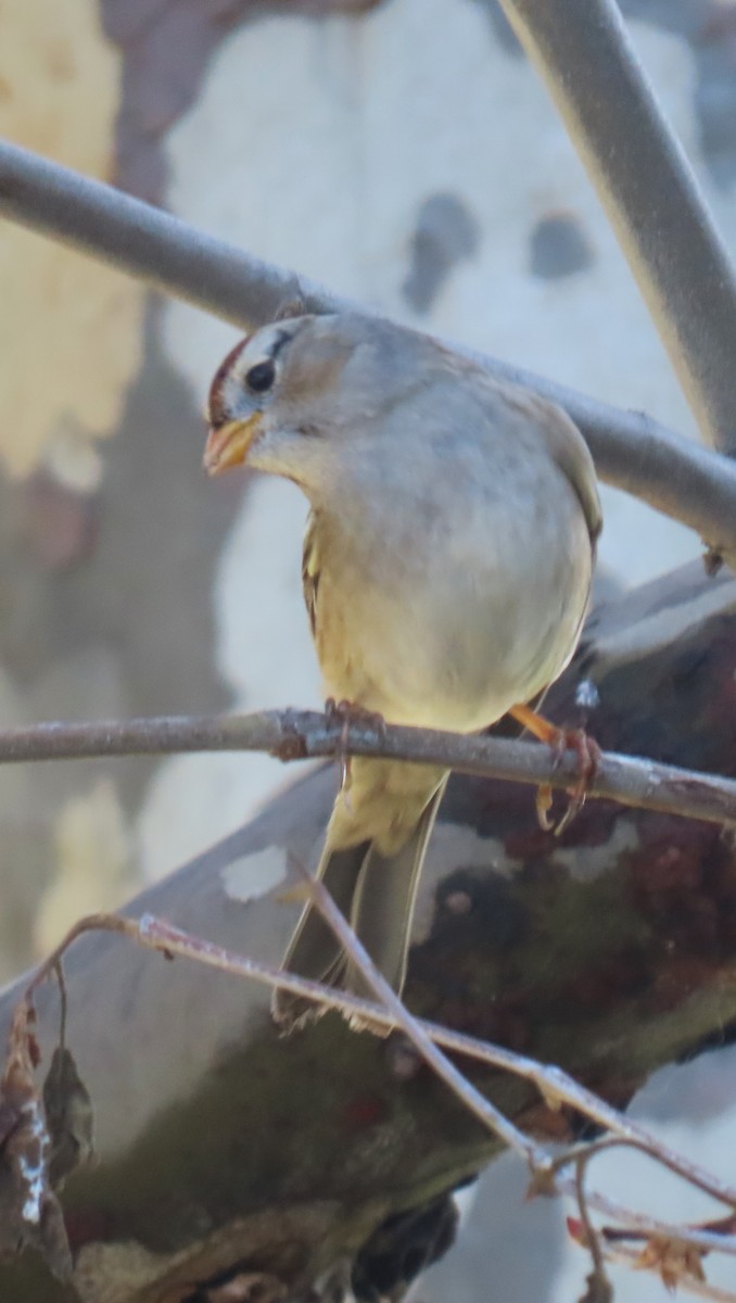 brunissespurv - ML646983562