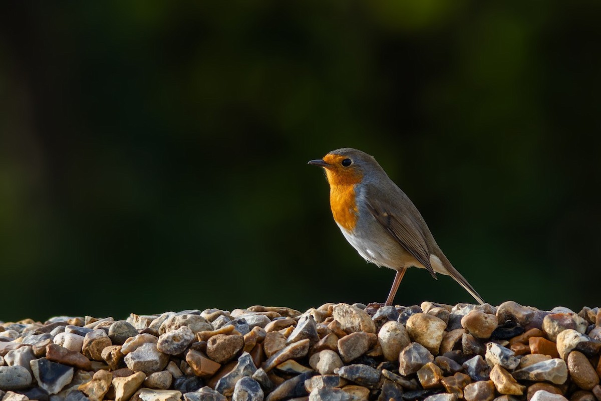 rødstrupe - ML646983563