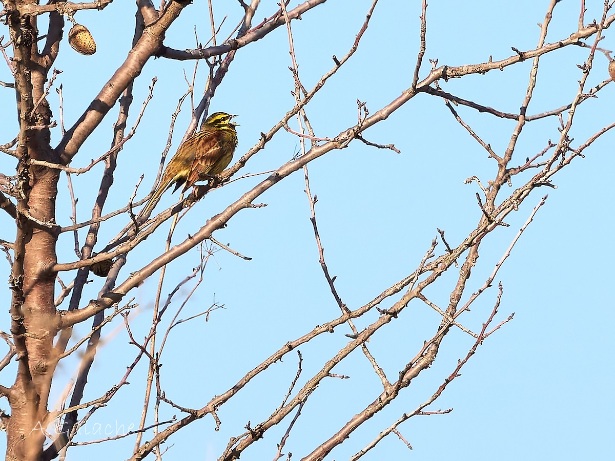 hekkspurv - ML646983564