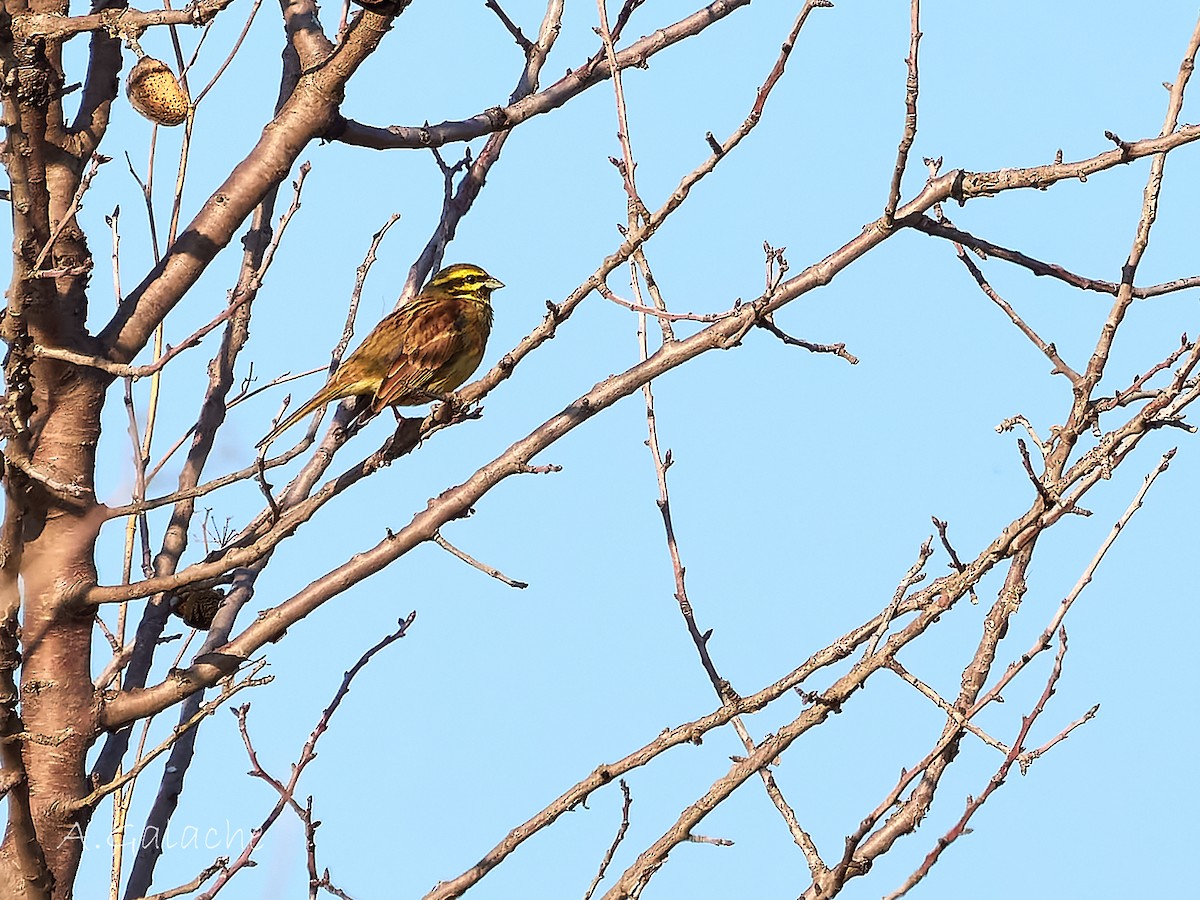 hekkspurv - ML646983565