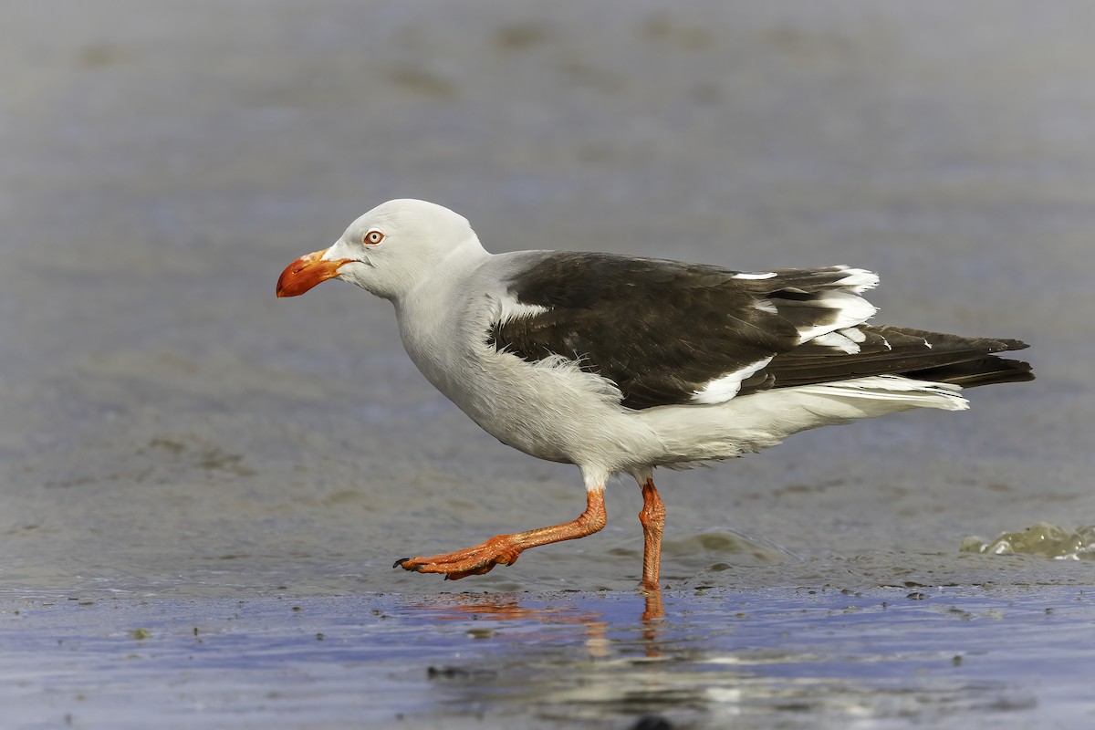 Izurde-antxeta - ML646983567