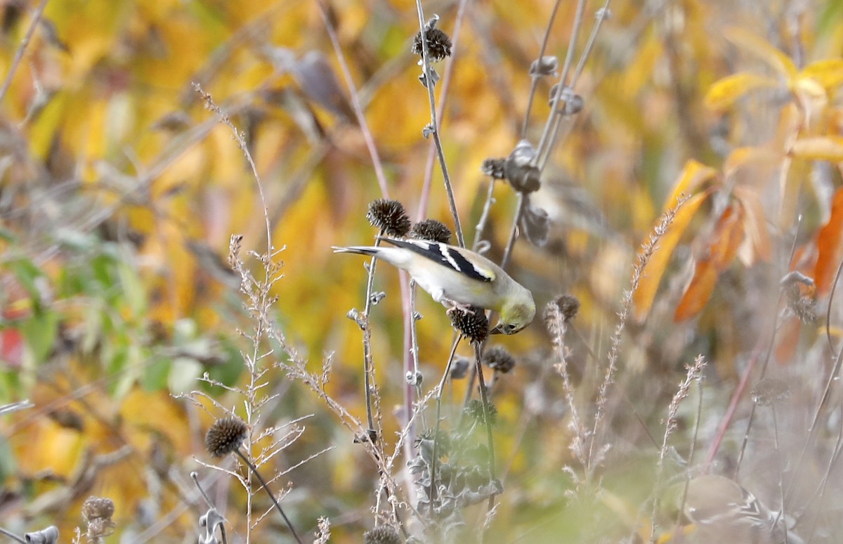American Goldfinch - ML646983568