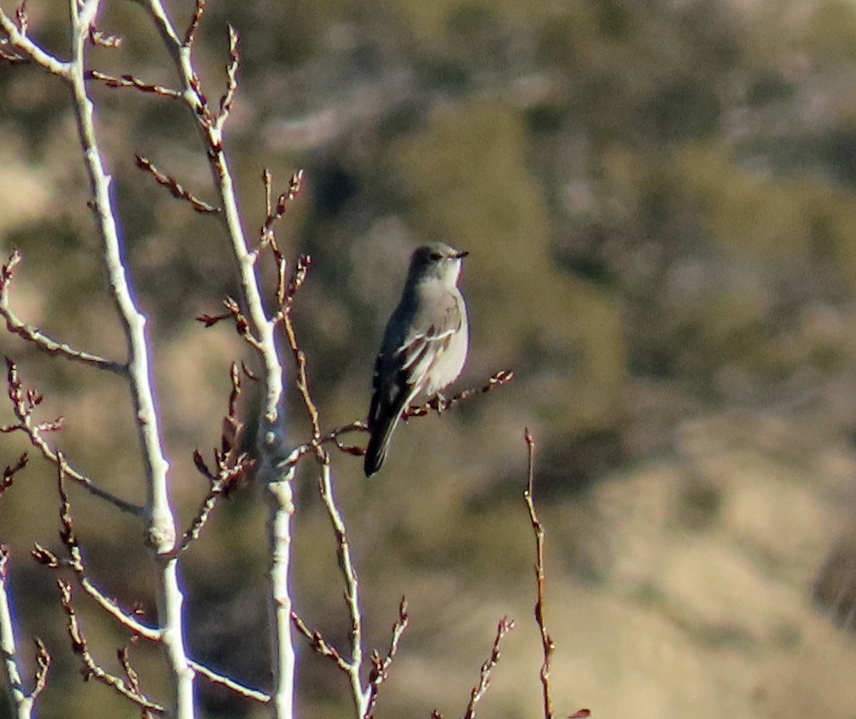 Townsend's Solitaire - ML646983570