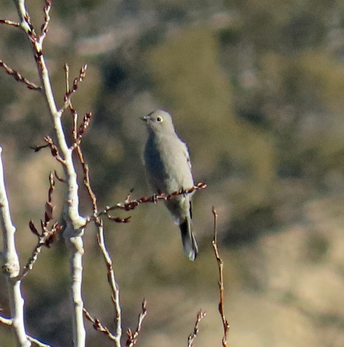 Townsend's Solitaire - ML646983571