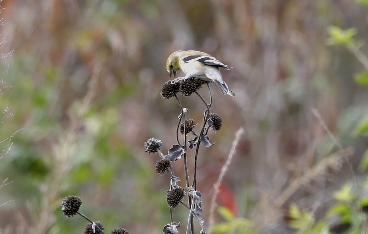 American Goldfinch - ML646983572