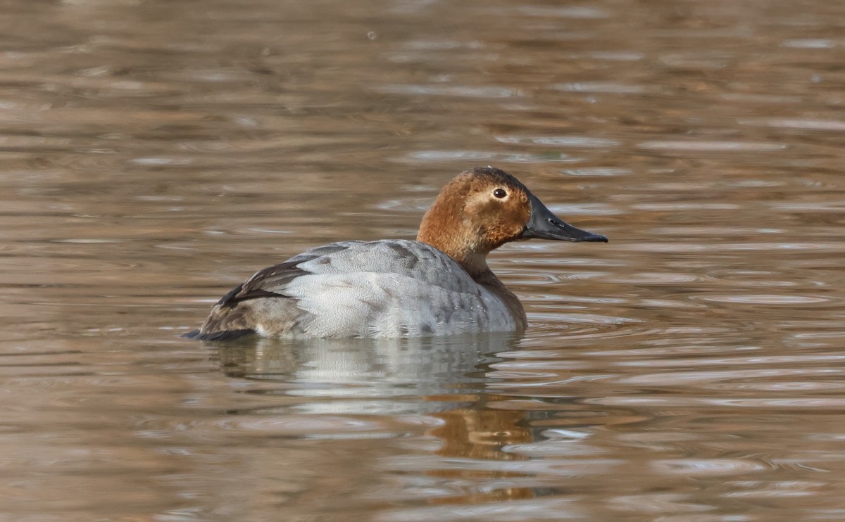 Porrón Coacoxtle - ML646983575