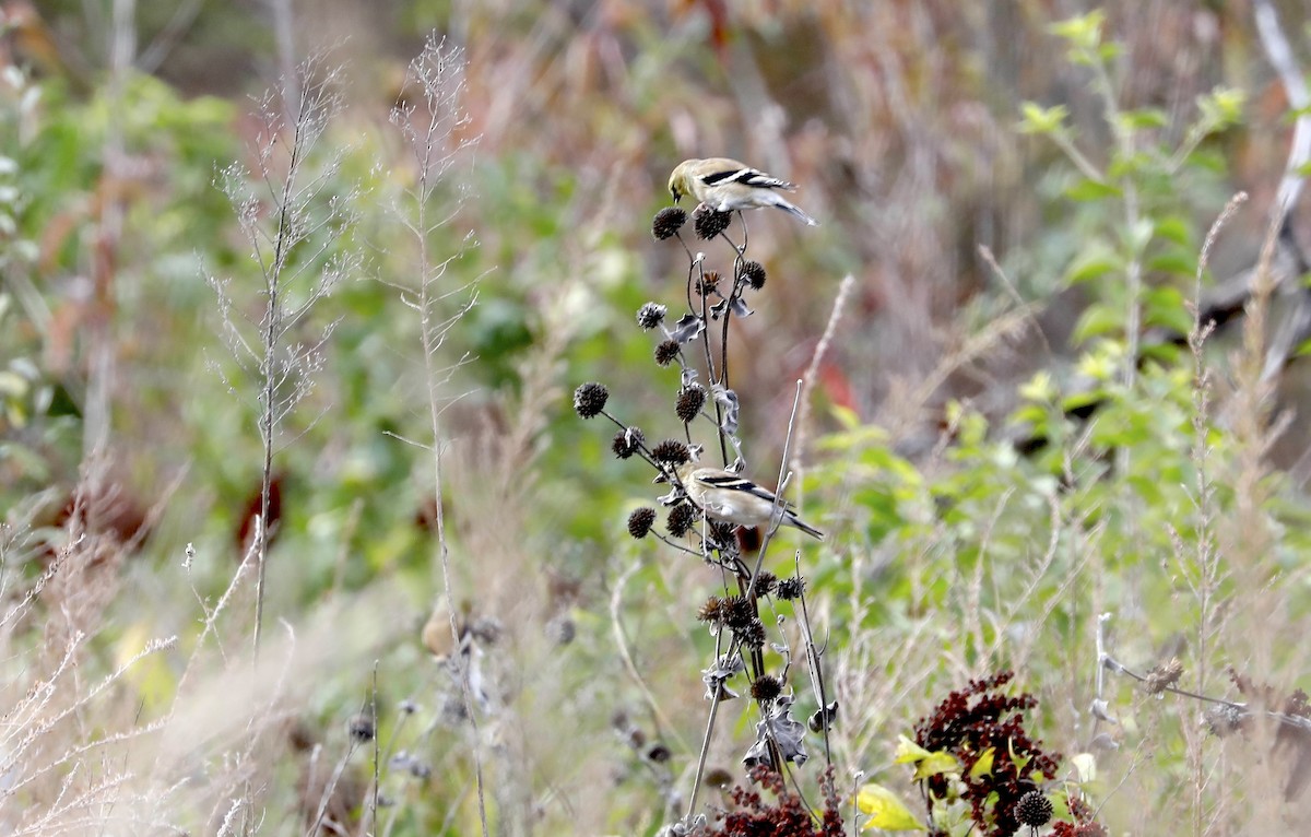 American Goldfinch - ML646983576