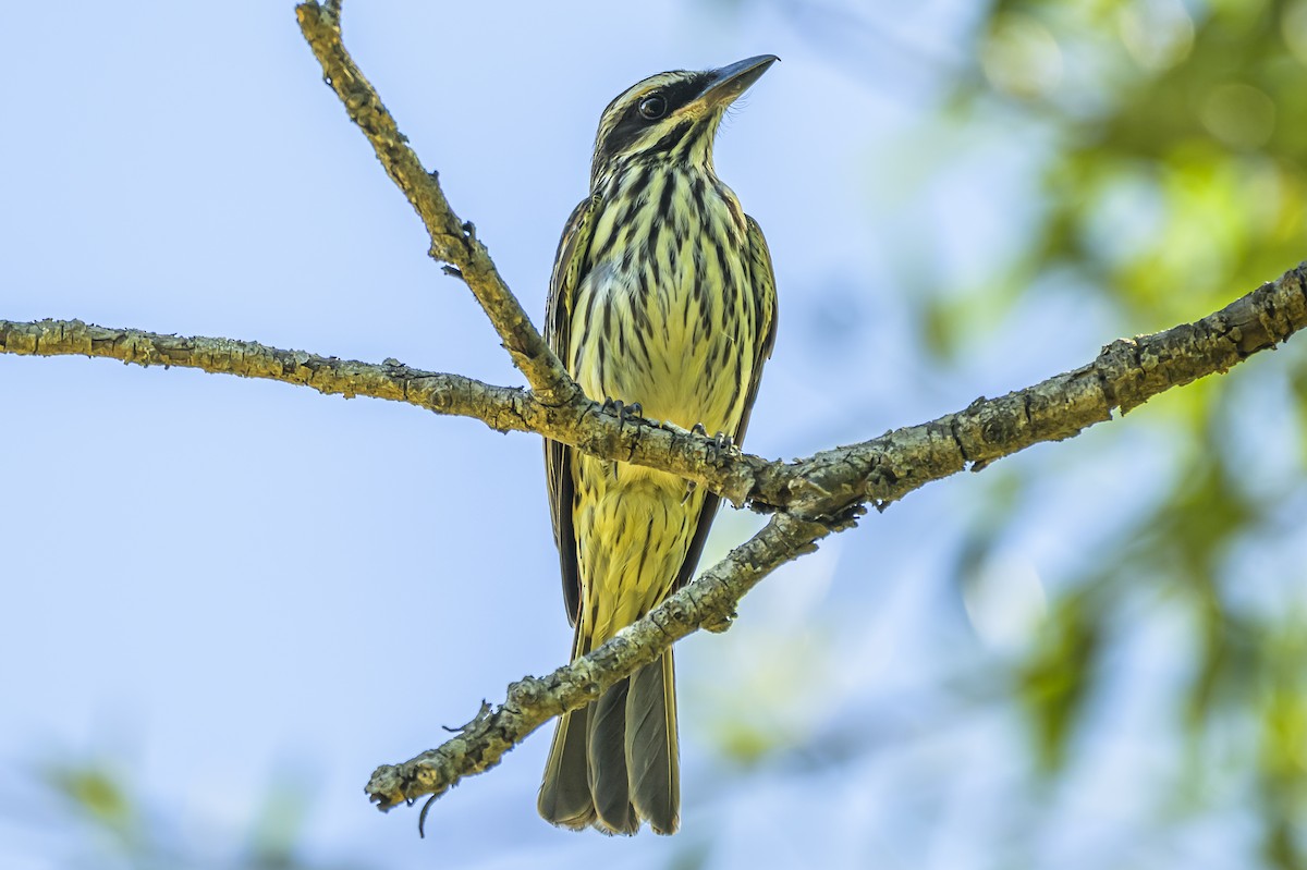 Streaked Flycatcher - ML646983577