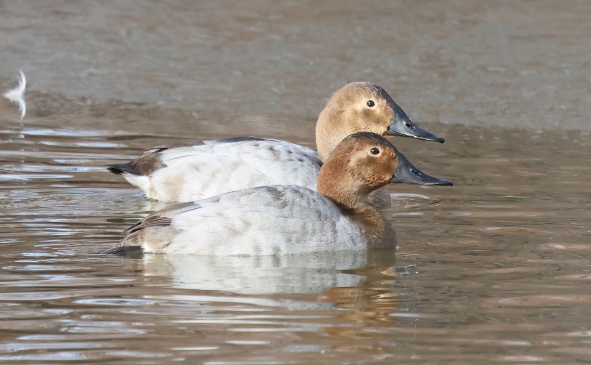 Porrón Coacoxtle - ML646983578