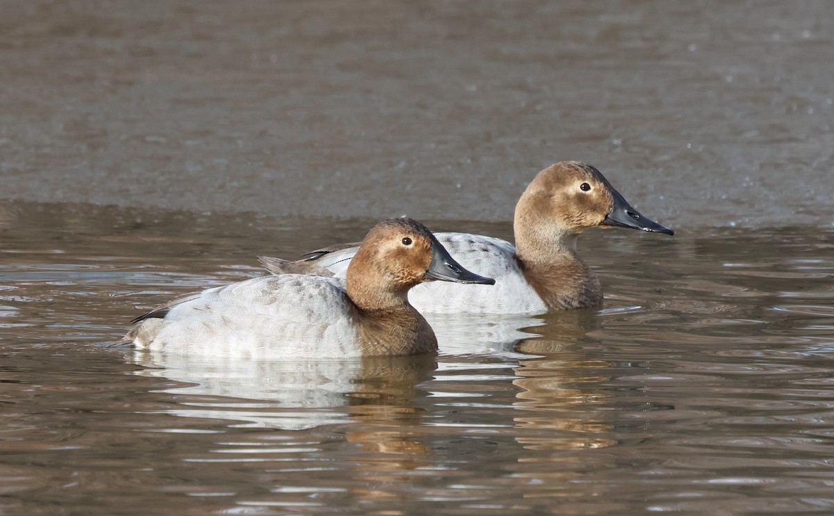 Porrón Coacoxtle - ML646983579