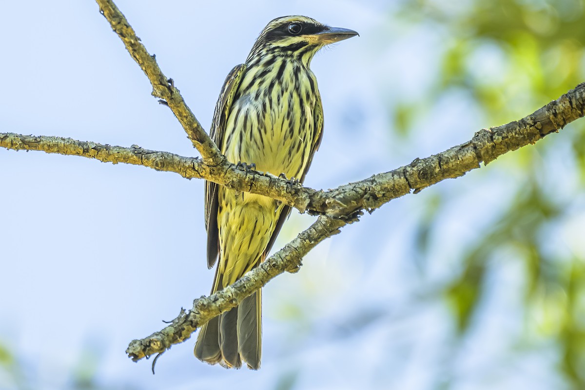 Streaked Flycatcher - ML646983580