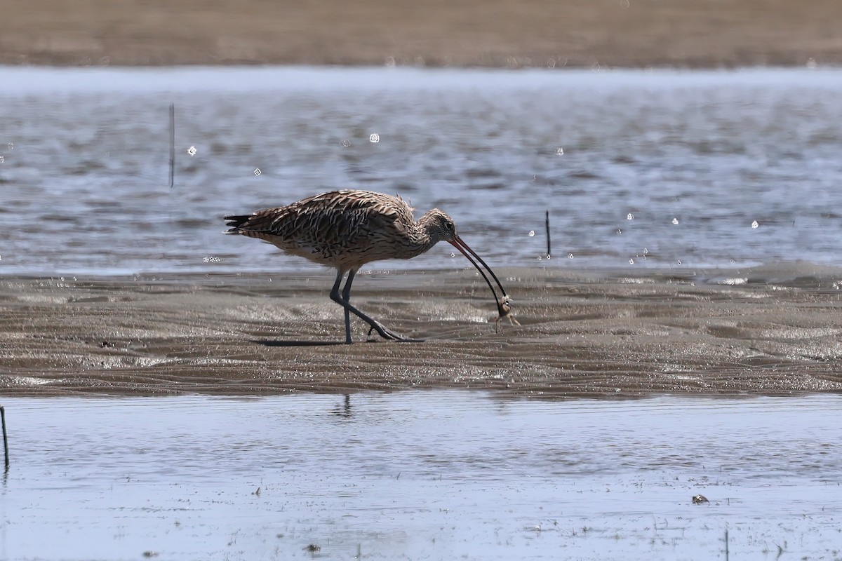 Far Eastern Curlew - ML646983582