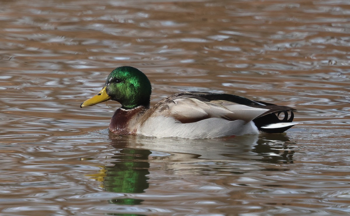 Ánade Azulón - ML646983584