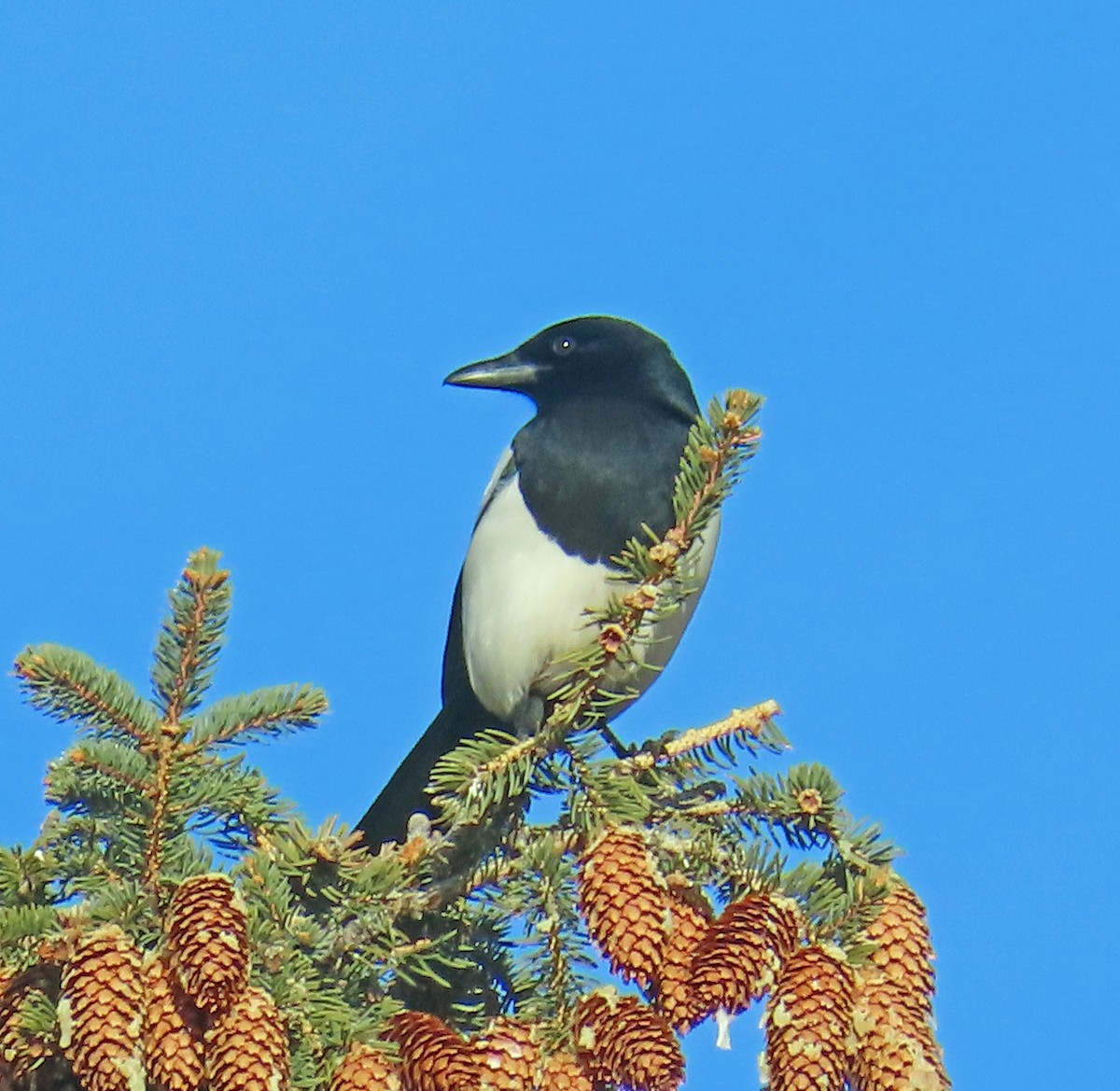 Black-billed Magpie - ML646983586