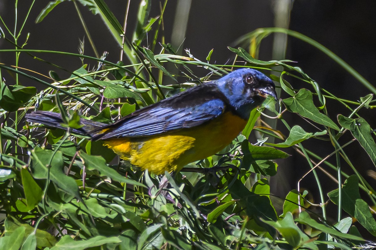 Blue-and-yellow Tanager - ML646983587