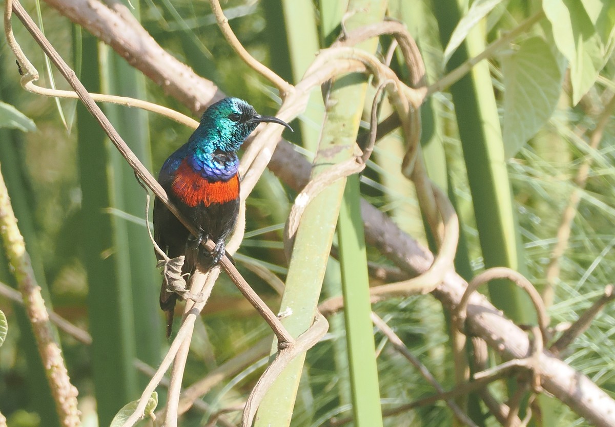 Suimanga Pechirrojo - ML646983588