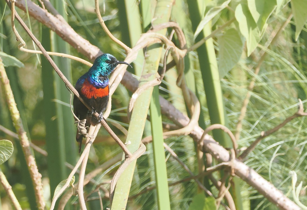 Suimanga Pechirrojo - ML646983589