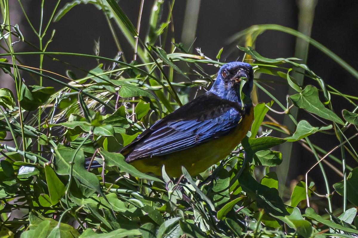 Blue-and-yellow Tanager - ML646983595