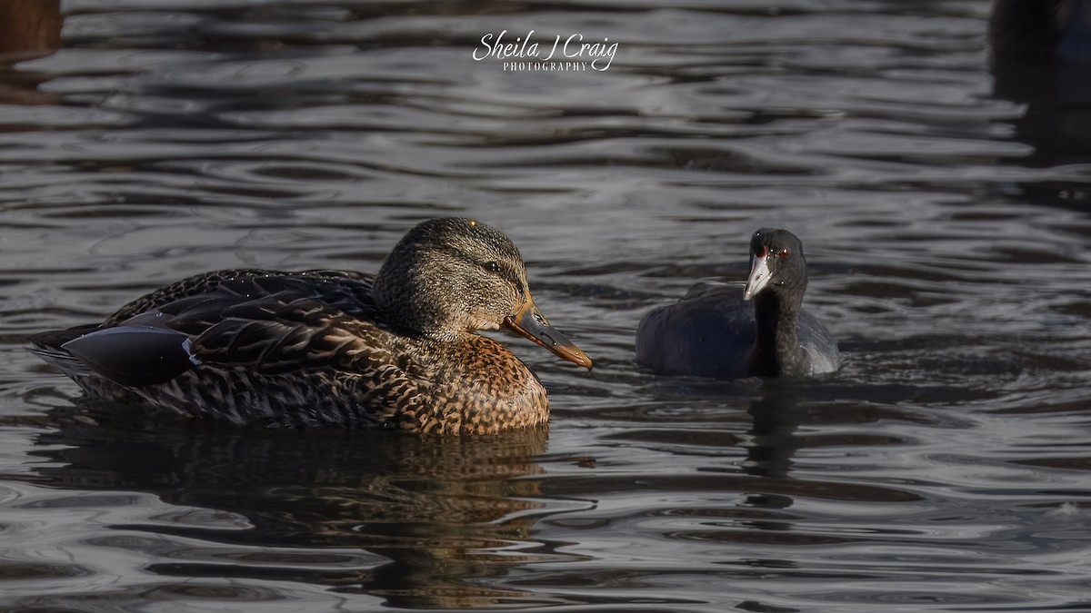 Kopetazuri amerikarra - ML646983597