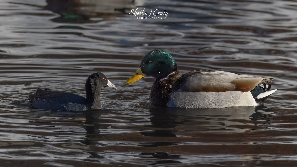 Kopetazuri amerikarra - ML646983598