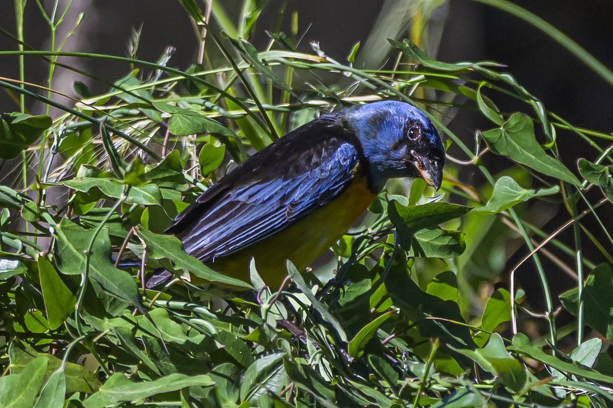 Blue-and-yellow Tanager - ML646983599
