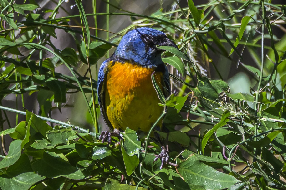 Blue-and-yellow Tanager - ML646983601