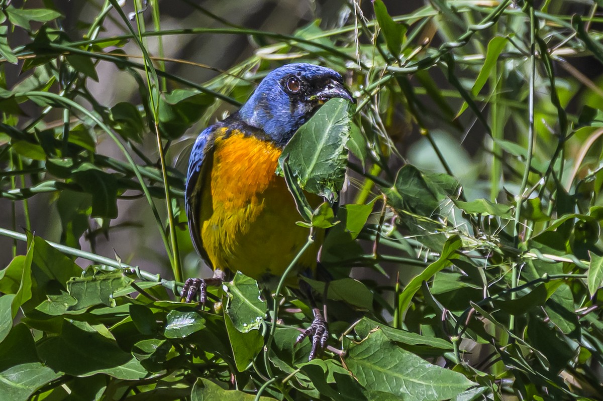 Blue-and-yellow Tanager - ML646983602