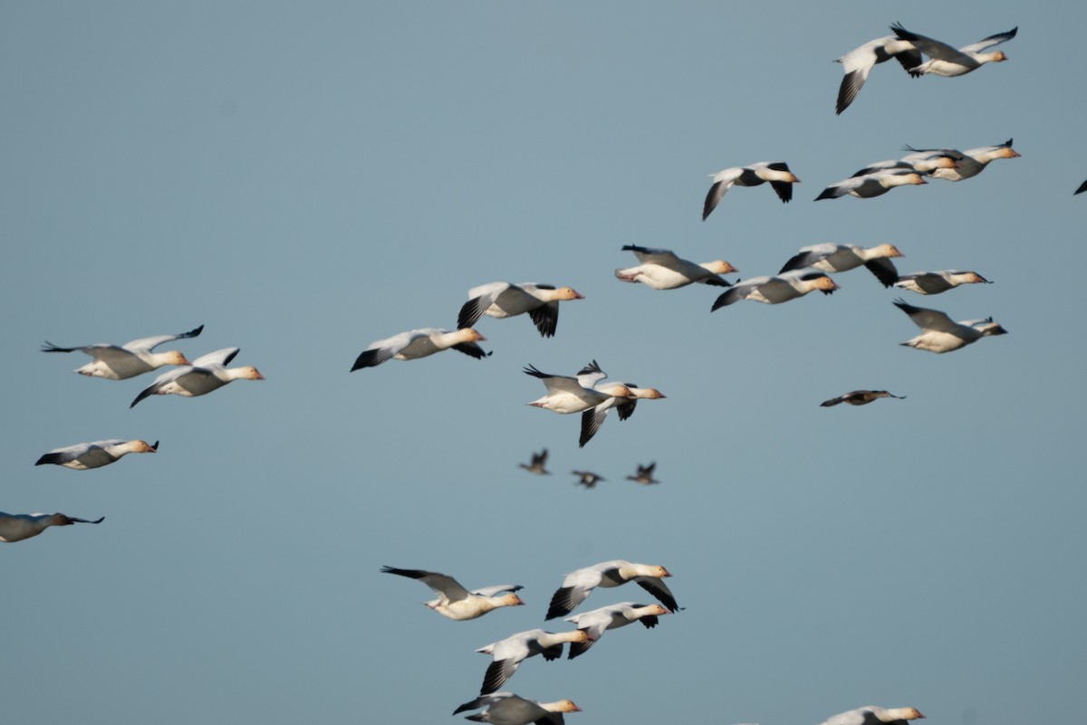 Snow Goose - ML646983603