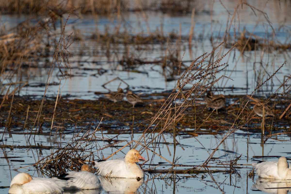 Snow Goose - ML646983604