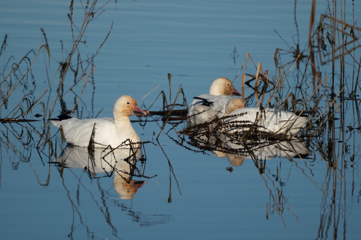 Snow Goose - ML646983605