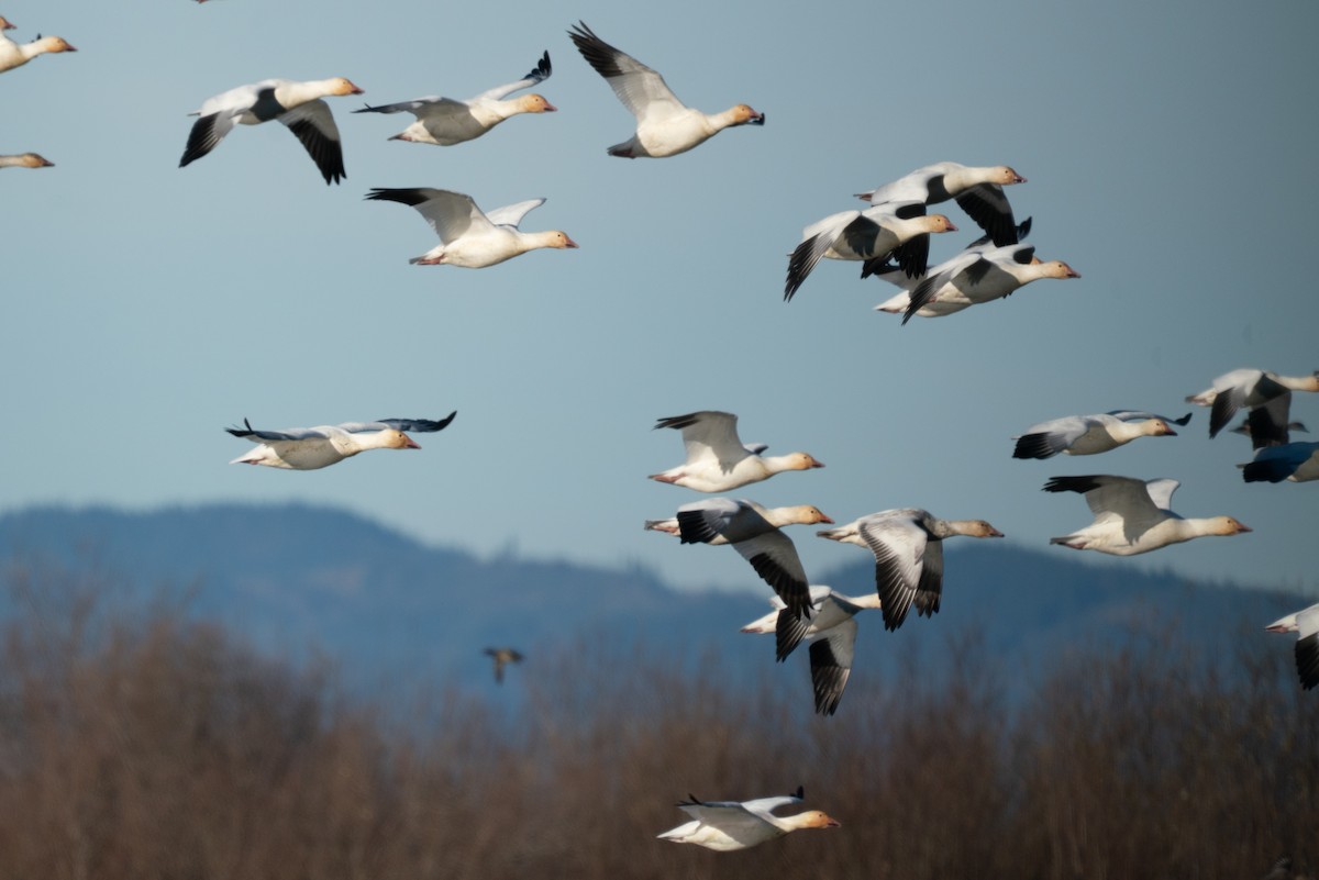 Snow Goose - ML646983606