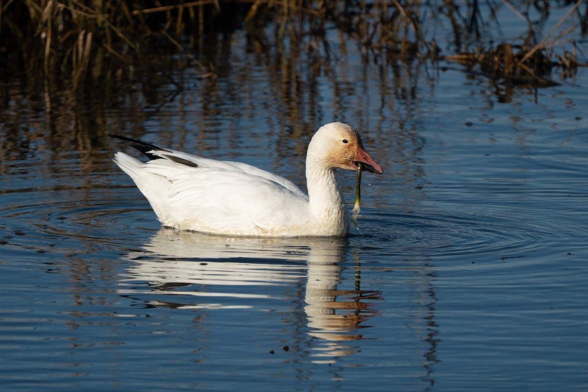 Snow Goose - ML646983607