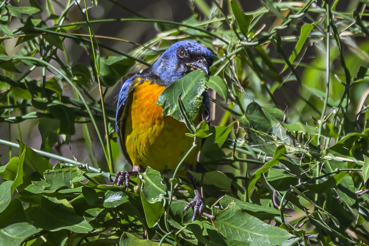 Blue-and-yellow Tanager - ML646983608