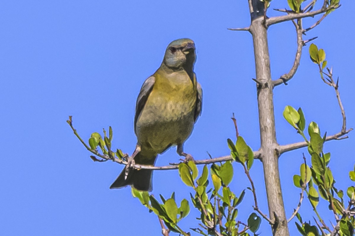 Blue-and-yellow Tanager - ML646983609