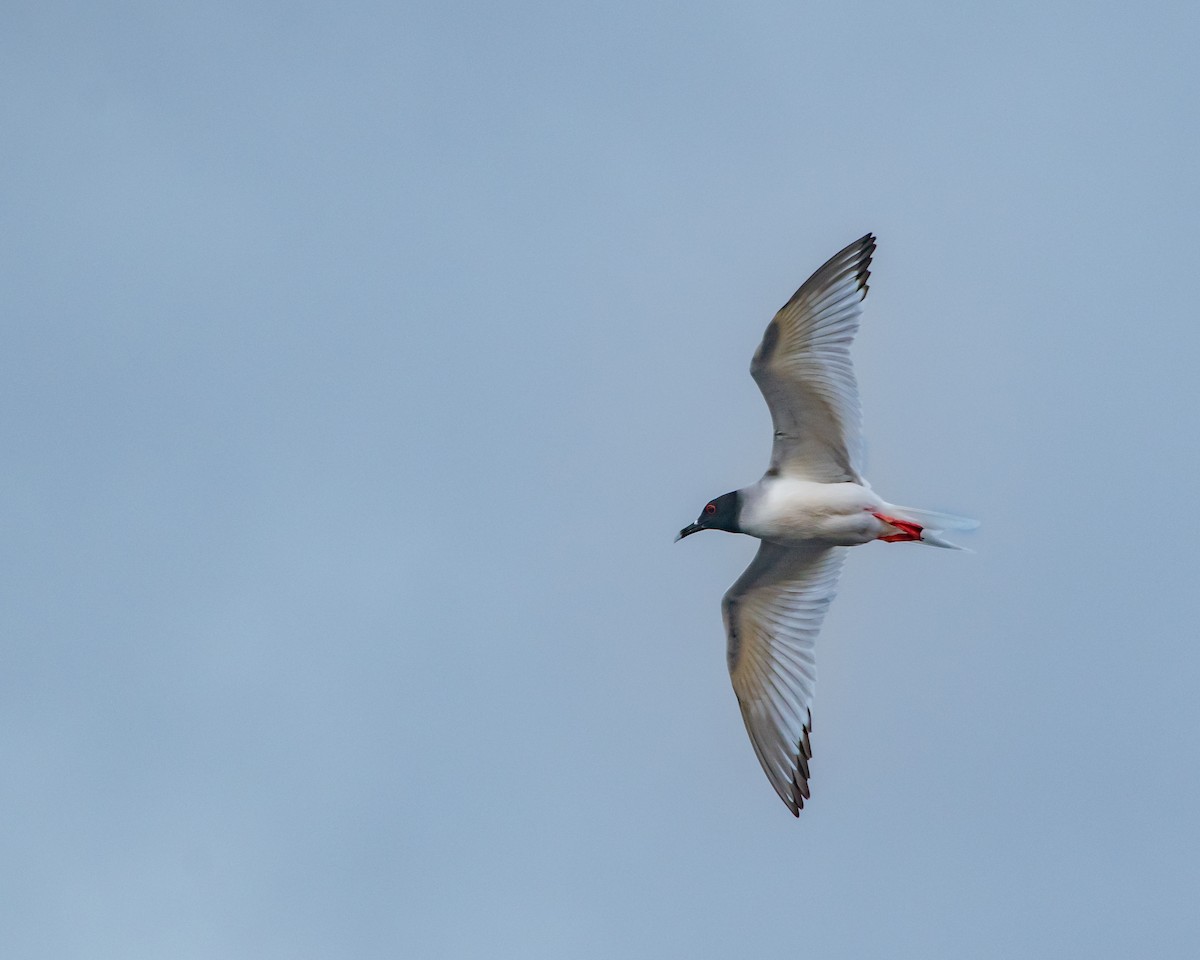 アカメカモメ - ML646983610